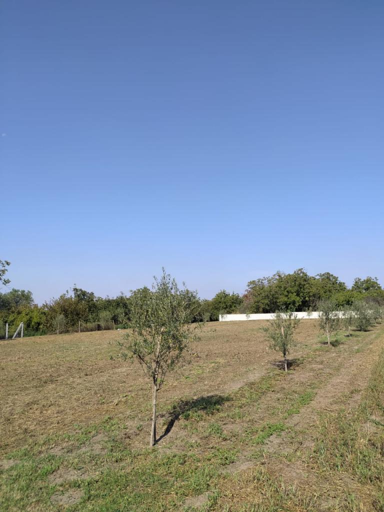 Rent Other properties, Pomigliano d'Arco foto
