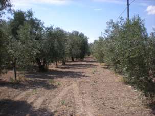 Sale Terreno agricolo, Cerignola