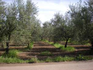 Sale Terreno agricolo, Cerignola