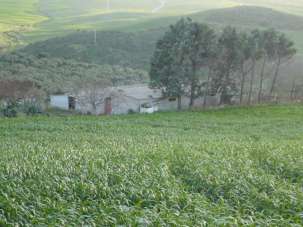 Venta Terreno Agricolo, Termini Imerese