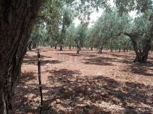 Vendita Terreni, Campobello di Mazara