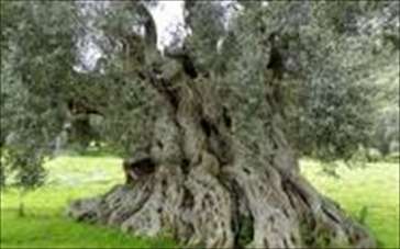 Vendita Terreno agricolo, Monteroni di Lecce