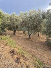 Vendita Terreno Agricolo, Siena