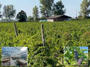 Vendita Terreno Agricolo, Bagnacavallo