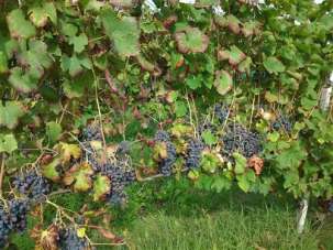 Vendita Azienda agricola, Ziano Piacentino Vendita Azienda agricola, Ziano Piacentino