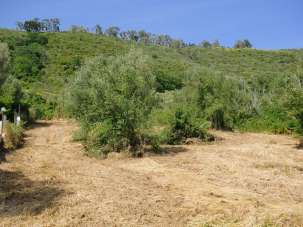 Vendita Terreno, Torre Orsaia Vendita Terreno, Torre Orsaia