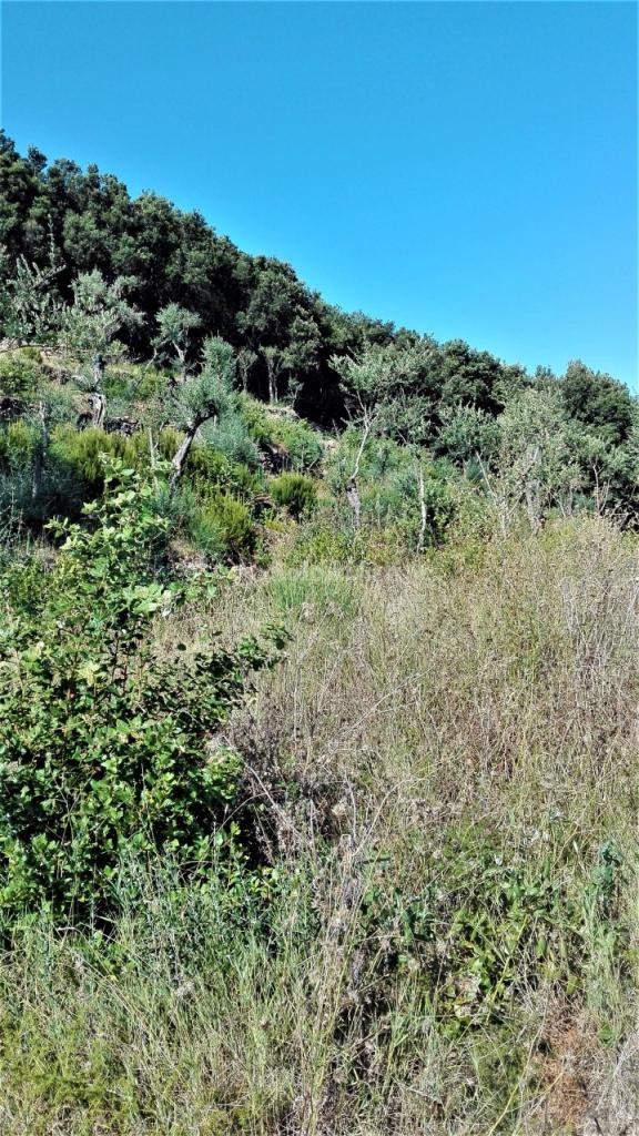 Affitto Monovano, Forio foto