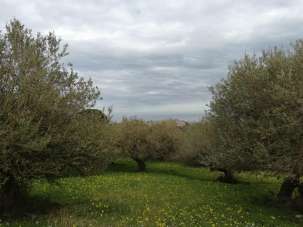Vendita Terreno Agricolo, Termini Imerese Vendita Terreno Agricolo, Termini Imerese