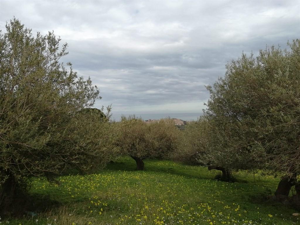 Vendita Terreno Agricolo, Termini Imerese foto