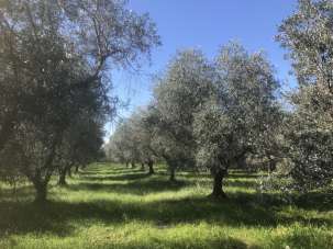 Vendita Monovano, Cecina Vendita Monovano, Cecina