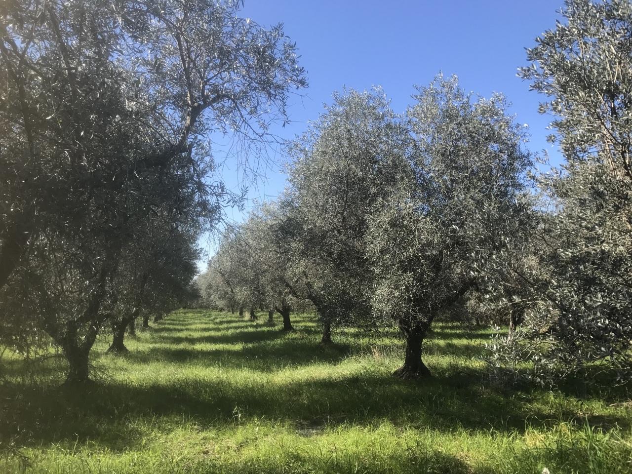 Vendita Monovano, Cecina foto