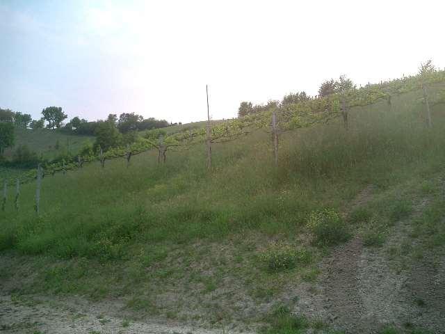 Vendita vendita, Savignano sul Panaro foto