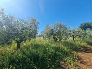 Vendita vendita, San Cesareo Vendita vendita, San Cesareo