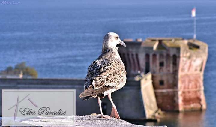 Vendita vendita, Portoferraio foto
