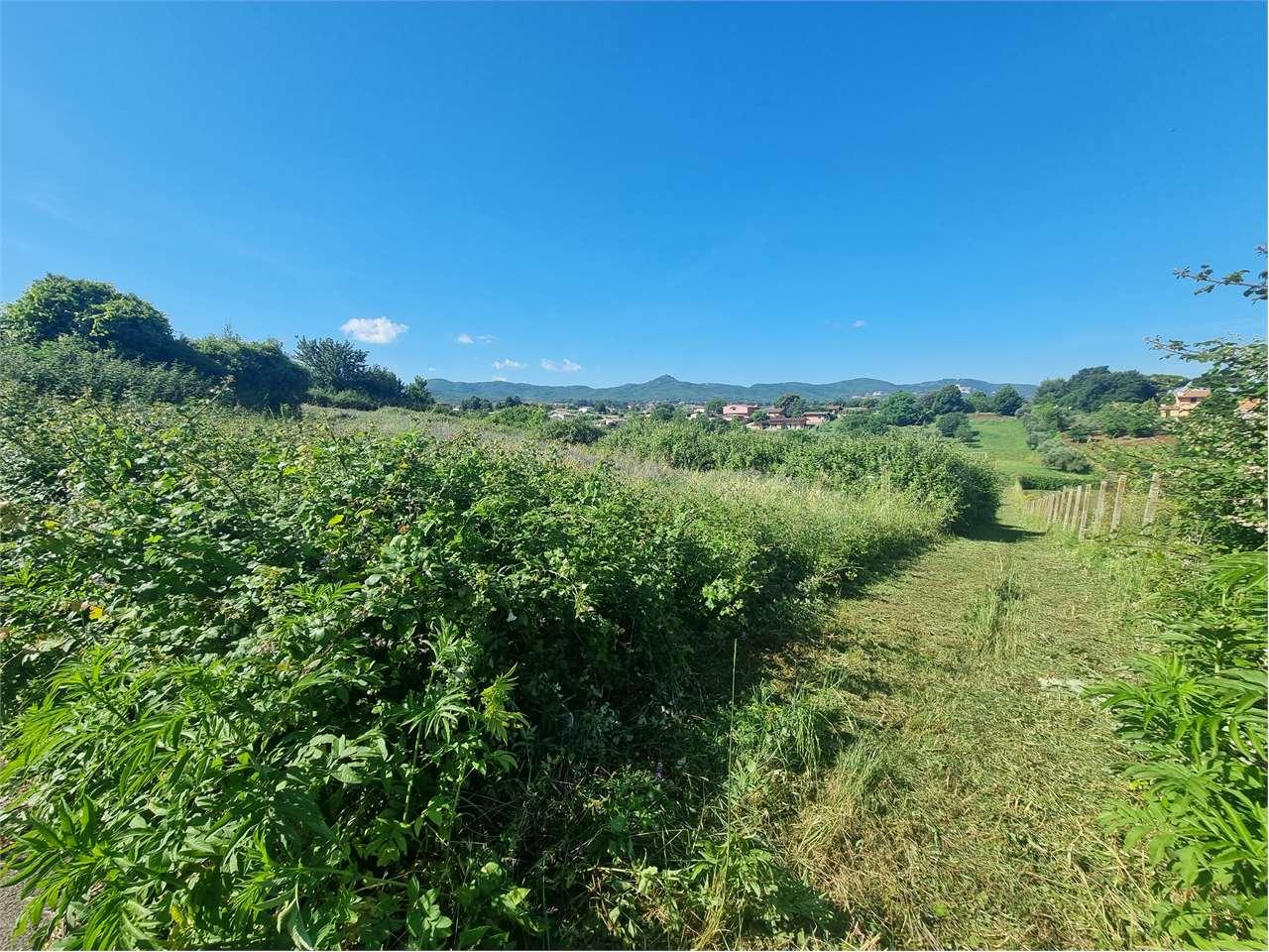 Vendita vendita, San Cesareo foto
