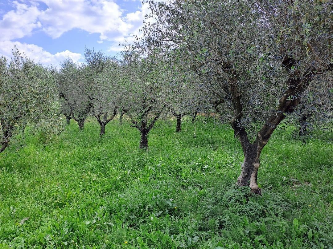 Vendita Multivani, Massarosa foto