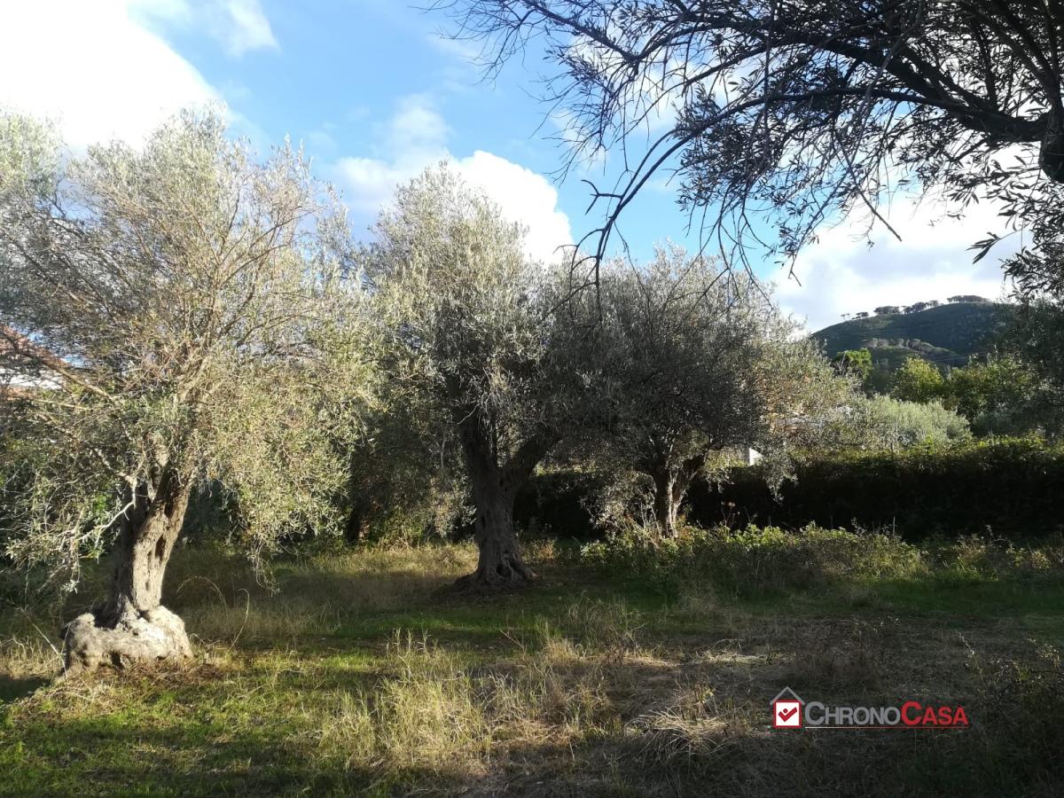 Vendita Bivani, Messina foto