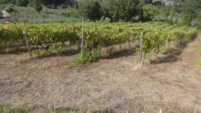 Vendita Altri immobili, Carmignano