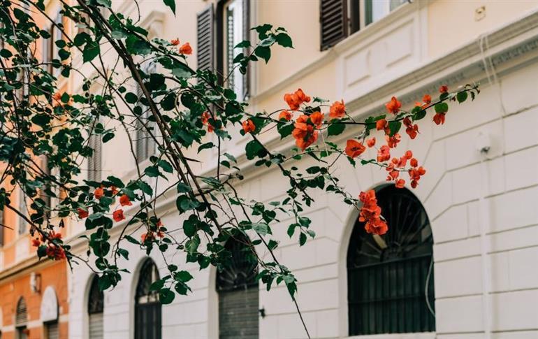 Vendita Multivani, Roma foto