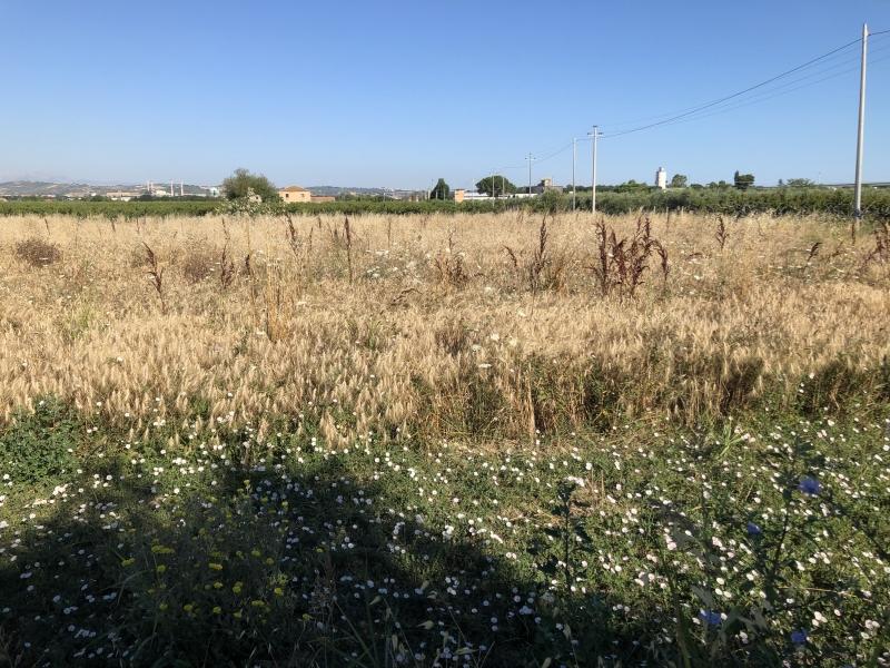 Vendita Terreno, San Salvo foto