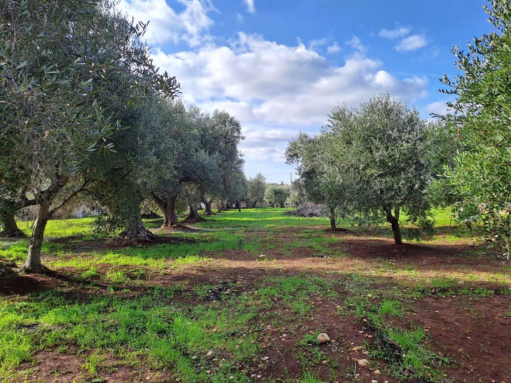 Vendita Terreno, Ostuni foto