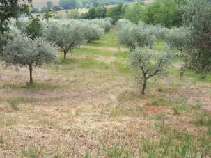 Vendita Multivani, Offagna Vendita Multivani, Offagna