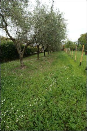 Vendita Monovano, Ameglia foto