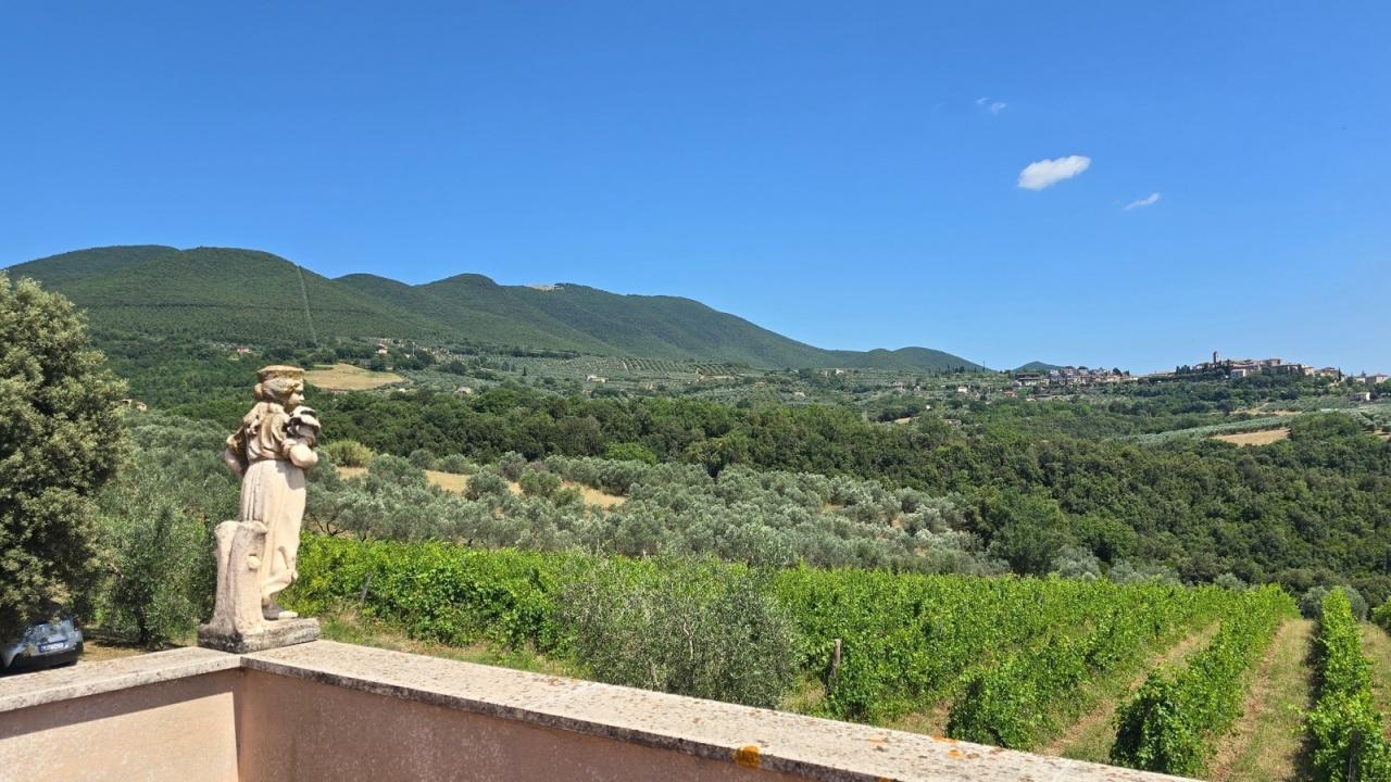 Vendita Multivani, Montecchio foto