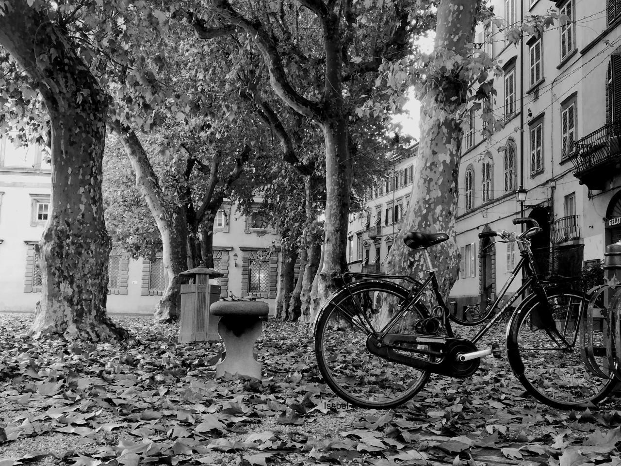 Vendita UOMO, Lucca foto
