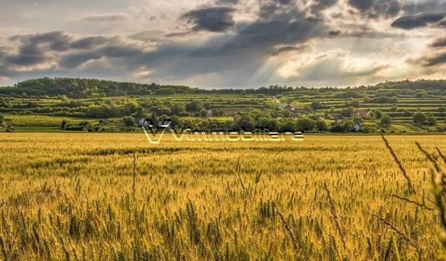 Vendita Terreni, Albettone foto