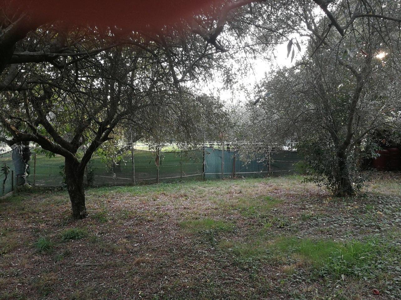 Vendita Terreni, Luni foto