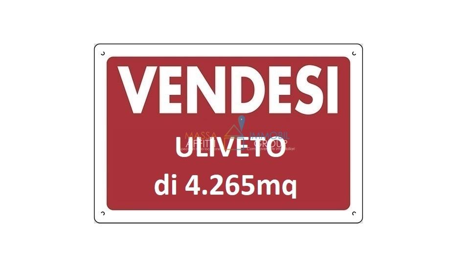 Vendita Monovano, Pietrasanta foto