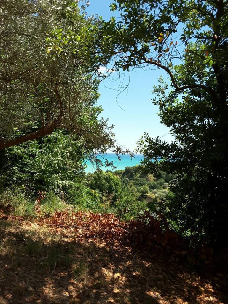 Vendita Multivani, Cupra Marittima foto
