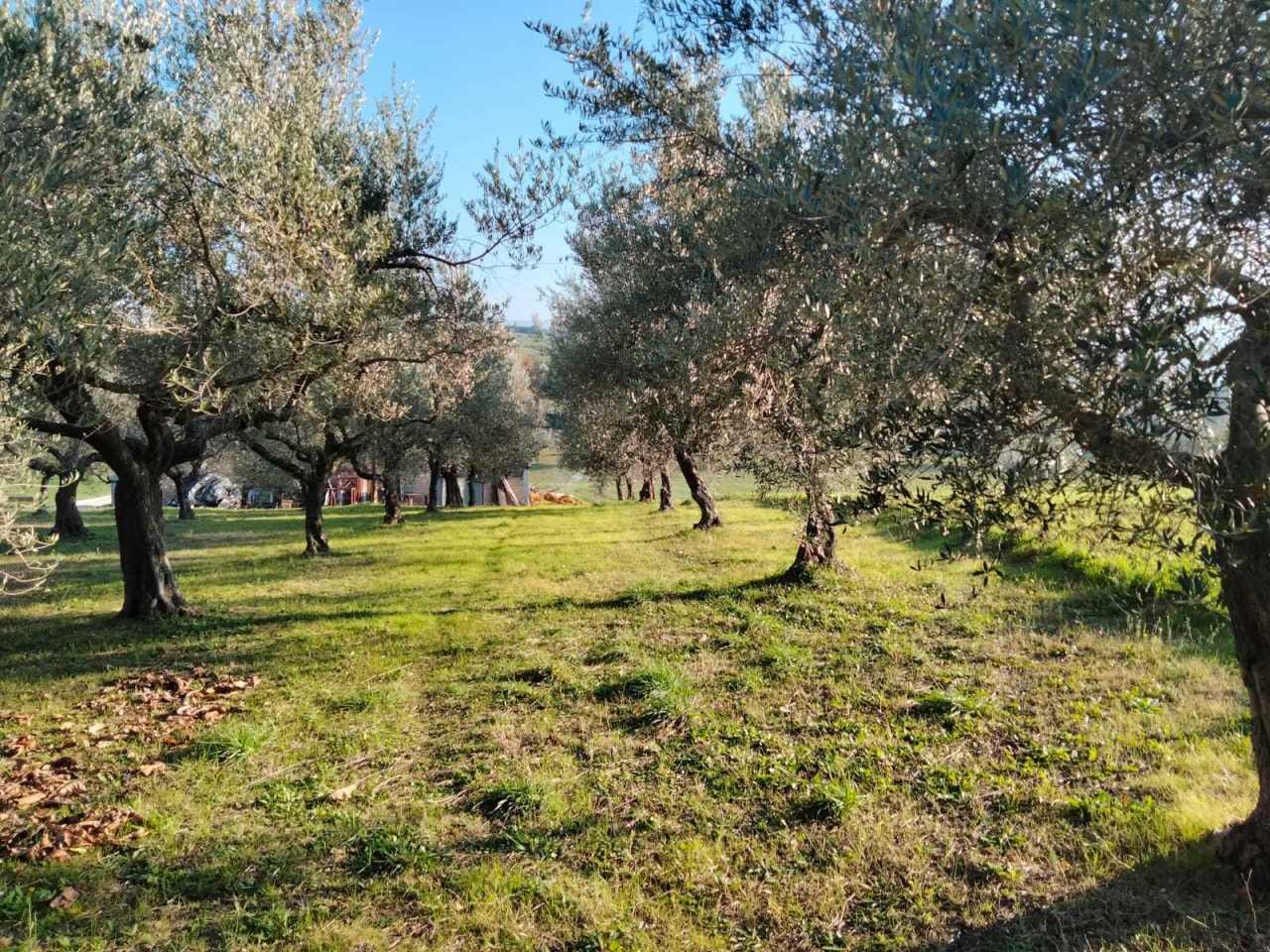Vendita Multivani, Manoppello foto
