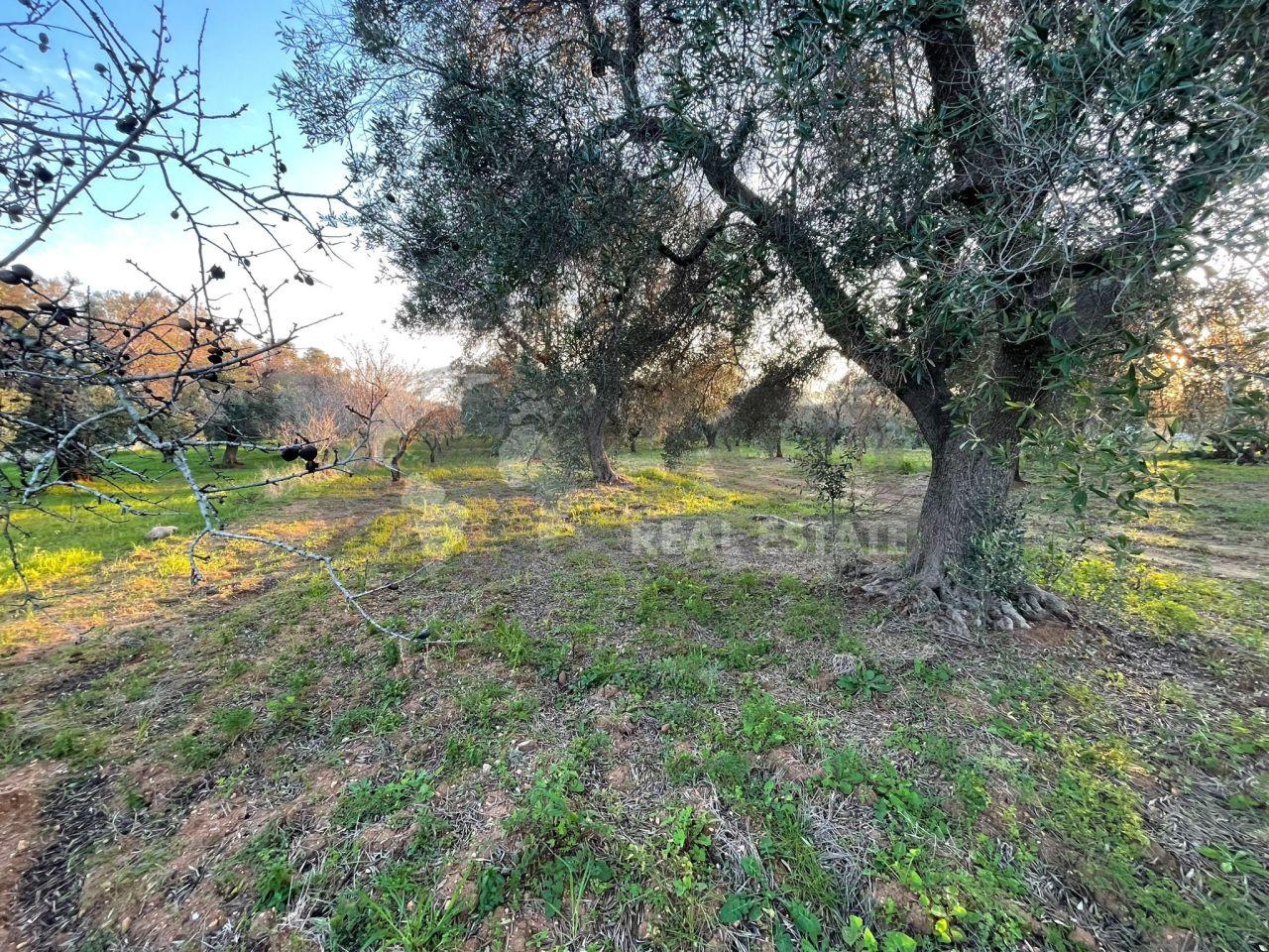 Vendita Case, Carovigno foto