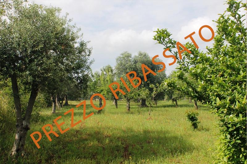 Vendita Terreni, Monopoli foto