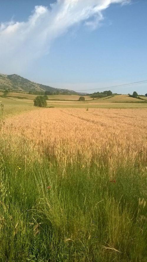 Vendita Terreni, Artena foto