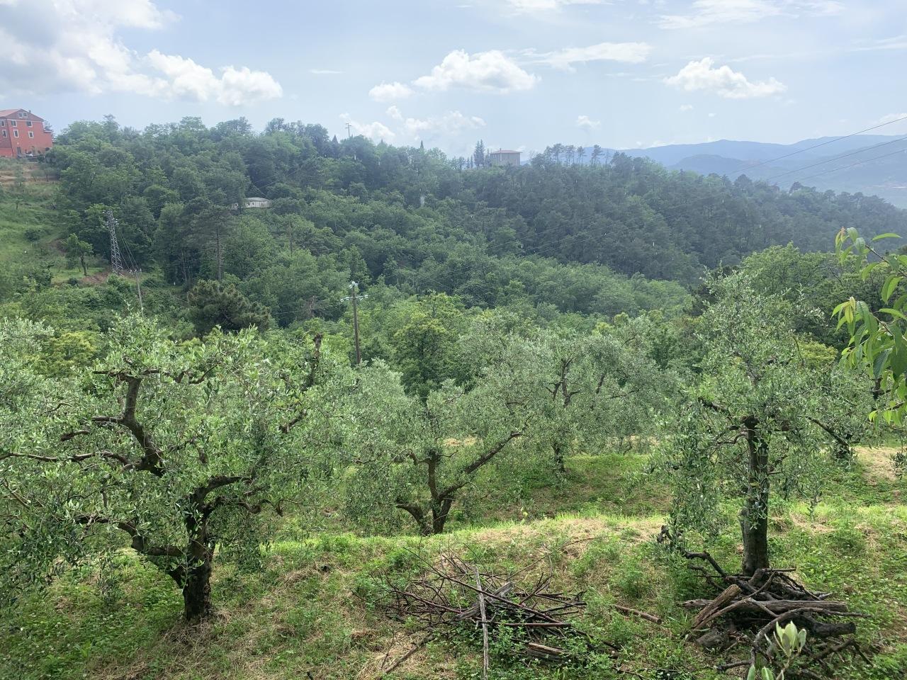 Vendita Terreni, Santo Stefano di Magra foto