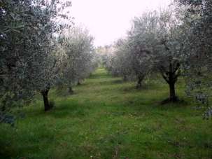 Vendita Monovano, Ascoli Piceno Vendita Monovano, Ascoli Piceno