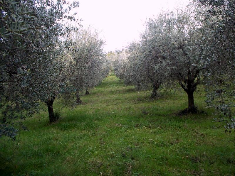 Vendita Monovano, Ascoli Piceno foto