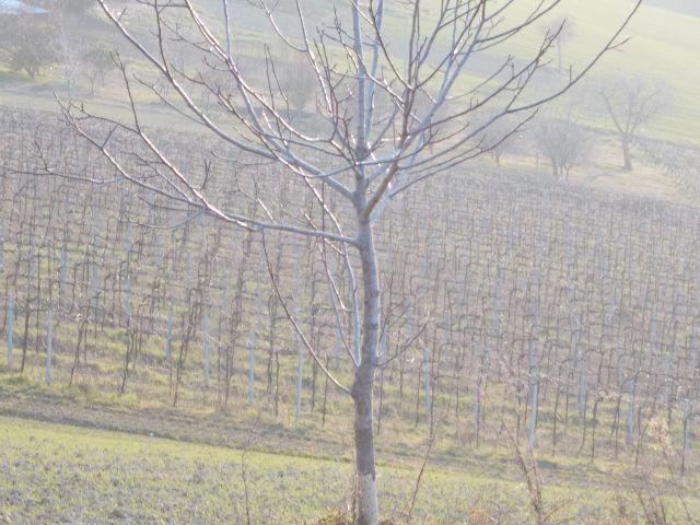 Vendita Multivani, Ripatransone foto