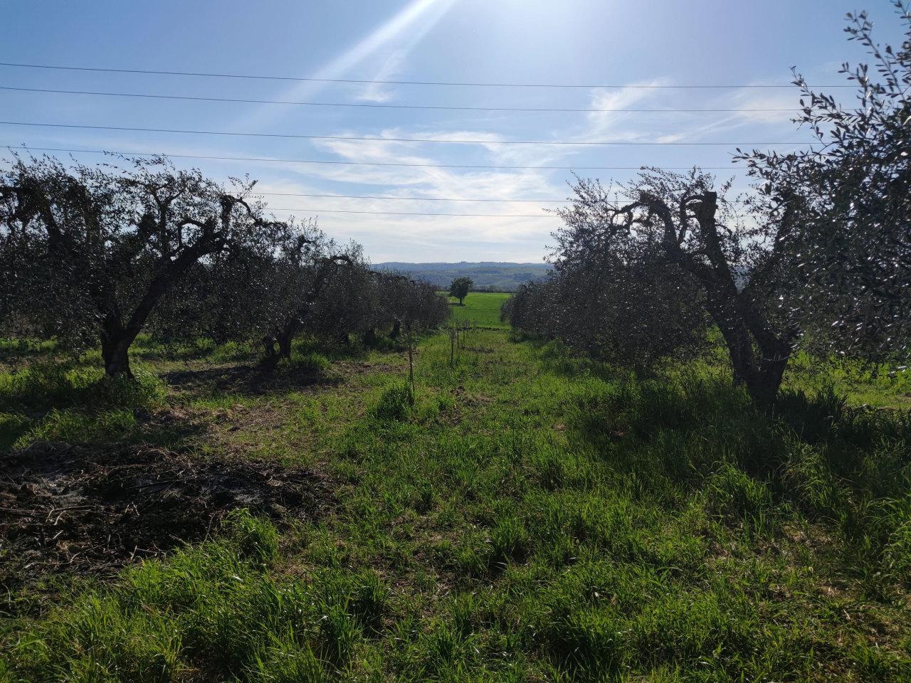 Vendita Monovano, Alviano foto