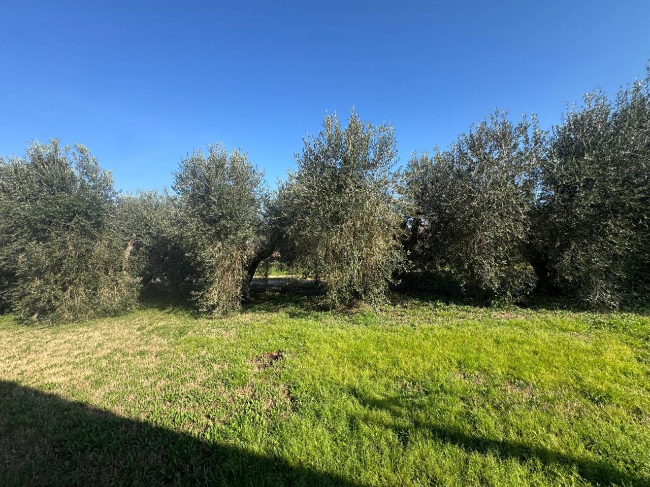 Vendita Bivani, Scarlino foto
