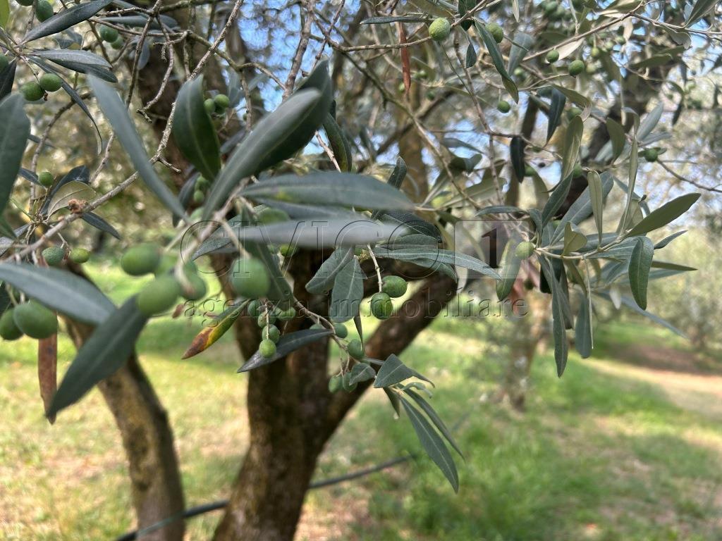 Vendita Monovano, Castegnero foto