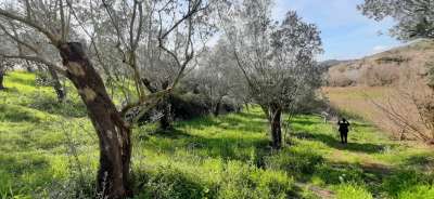 Vendita Terreni, Montecorvino Rovella Vendita Terreni, Montecorvino Rovella