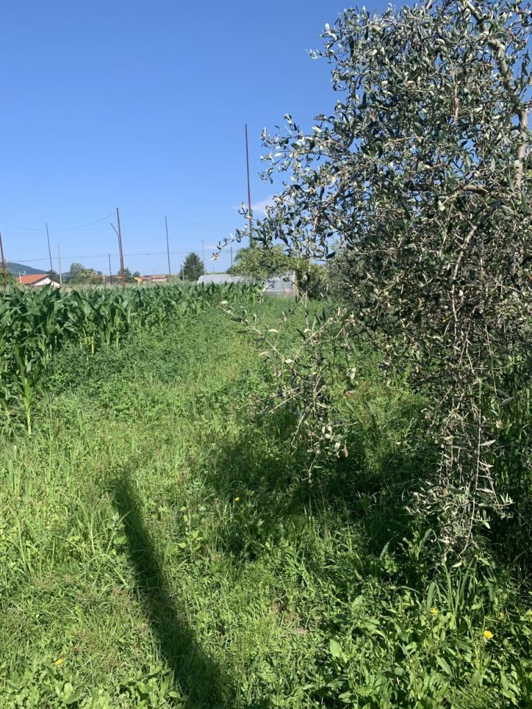 Vendita Terreni, Castelnuovo Magra foto