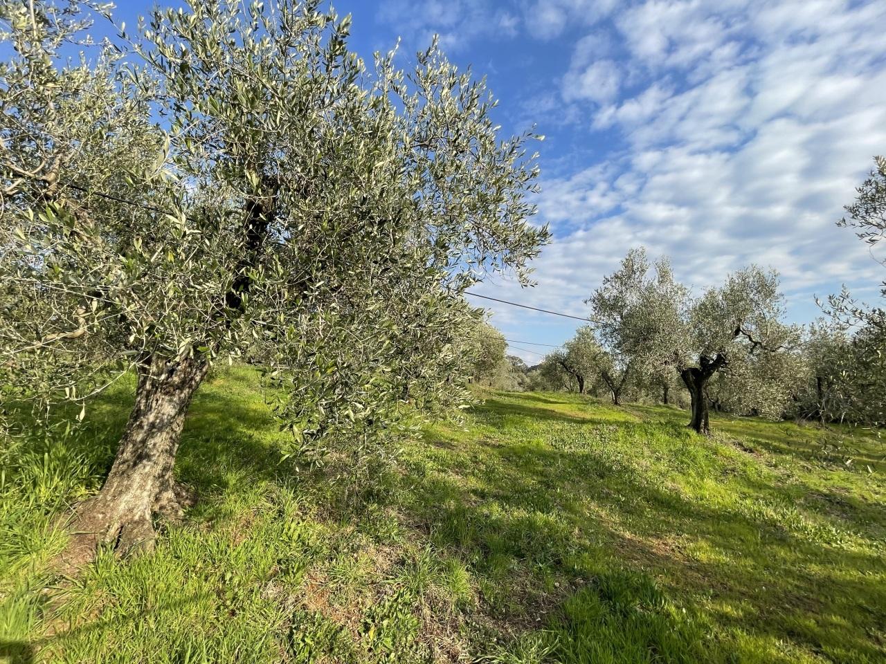 Vendita Terreni, Cecina foto