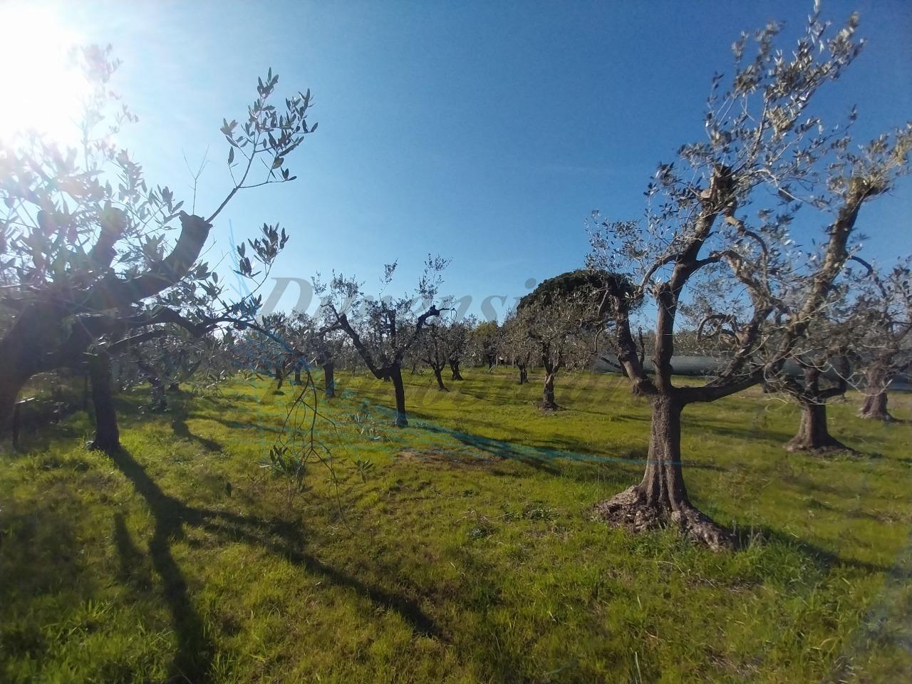 Vendita Bivani, Rosignano Marittimo foto