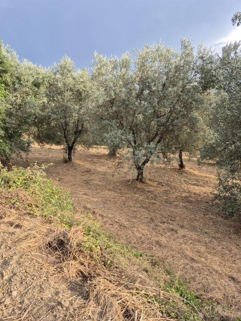 Vendita Terreno Agricolo, Siena foto