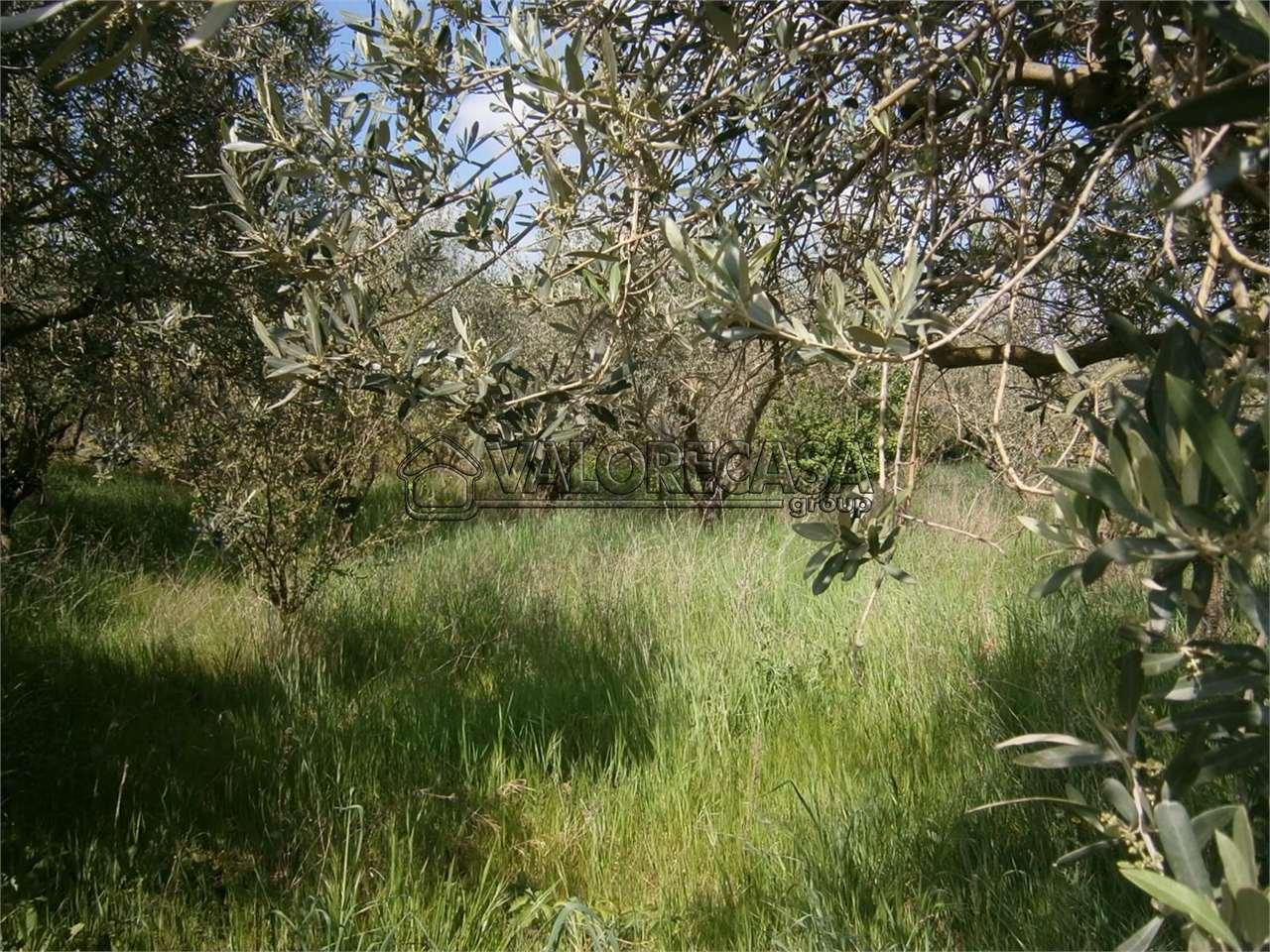 Vendita vendita, Monte Compatri foto